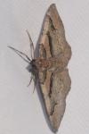 Catarhoe rubidata