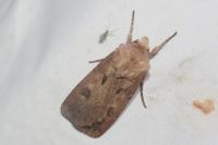 Agrotis exclamationis