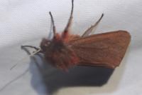 Phragmatobia fuliginosa
