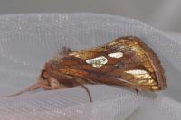 Plusia festucae