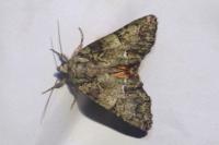 Polyphaenis sericata