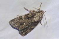 Acronicta rumicis
