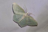Jodis lactearia