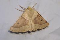 Crocallis elinguaria
