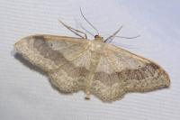 Idaea aversata