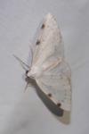 Lomographa bimaculata