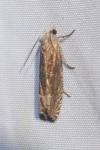 Eucosma