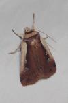 Ochropleura plecta