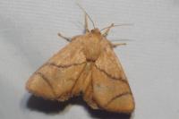 Apoda limacodes