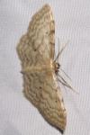 Idaea fuscovenosa