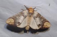 Phalera bucephala