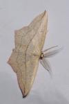 Timandra comae