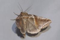 Habrosyne pyritoides