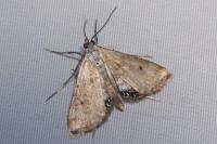Cataclysta lemnata