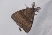 Lymantria dispar