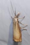 Chrysoteuchia culmella