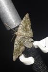 Cleorodes lichenaria