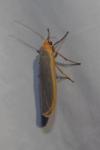 Manulea complana