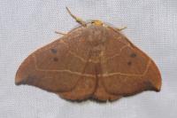 Watsonalla binaria