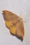 Watsonalla binaria