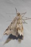 Macaria alternata
