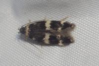 Oegoconia