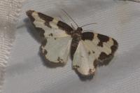 Lomaspilis marginata