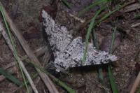 Biston betularia