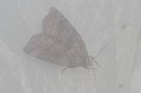 Ipimorpha retusa
