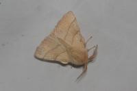 Malacosoma neustria