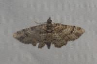 Gymnoscelis rufifasciata