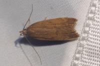Helcystogramma lutatella