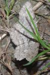 Hypomecis punctinalis