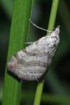 Aplocera efformata