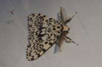 Lymantria monacha