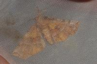 Selenia dentaria