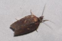 Acleris hastiana