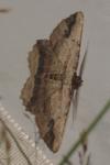 Menophra abruptaria