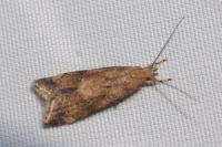 Brachmia blandella