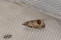 Notocelia uddmanniana