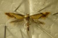 Batia lunaris