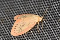 Miltochrista miniata