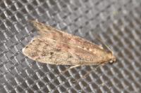 Ephestia elutella/woodiella