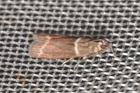 Cryptoblabes bistriga