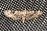 Eupithecia pulchellata