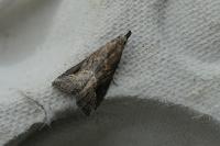 Schrankia costaestrigalis