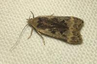 Anacampsis blattariella/populella