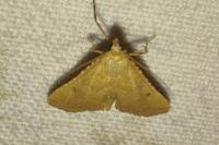 Endotricha flammealis