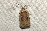 Agonopterix ocellana