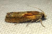 Eucosma gr. hohenwartiana